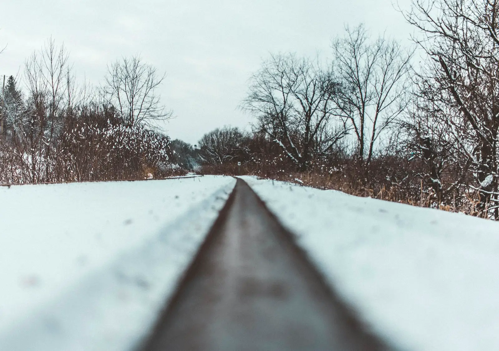 Landscape photography of trees