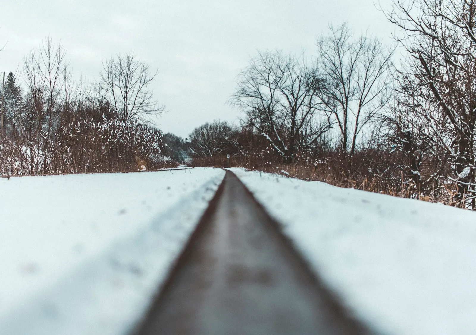 Landscape photography of trees